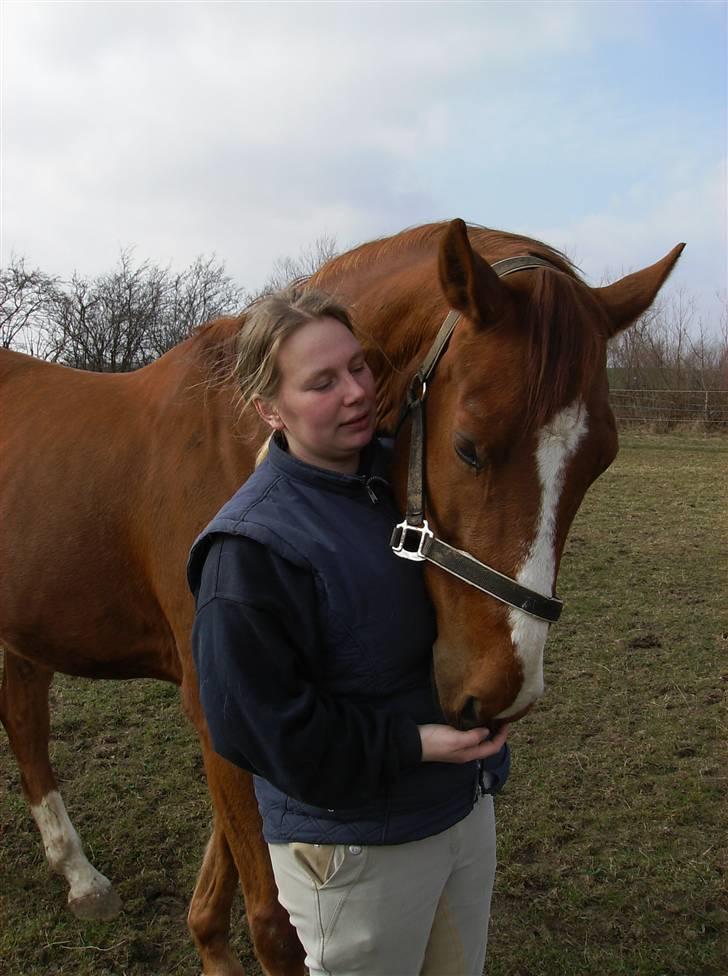 Dansk Varmblod Casandro billede 14