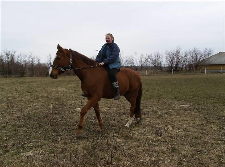 Dansk Varmblod Casandro billede 15