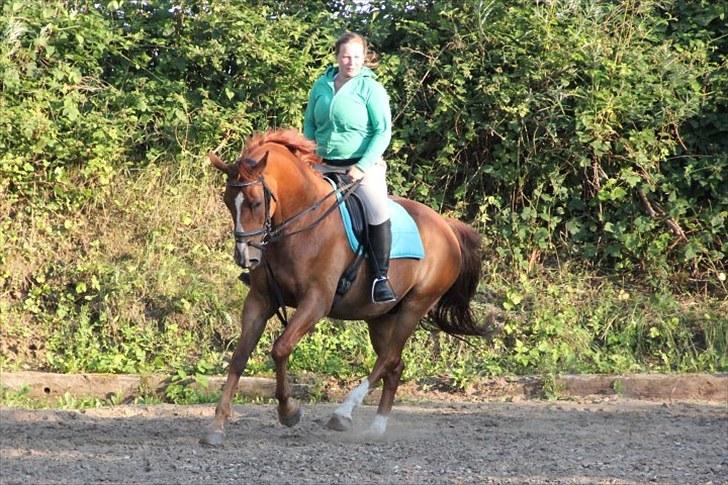 Dansk Varmblod Casandro billede 1