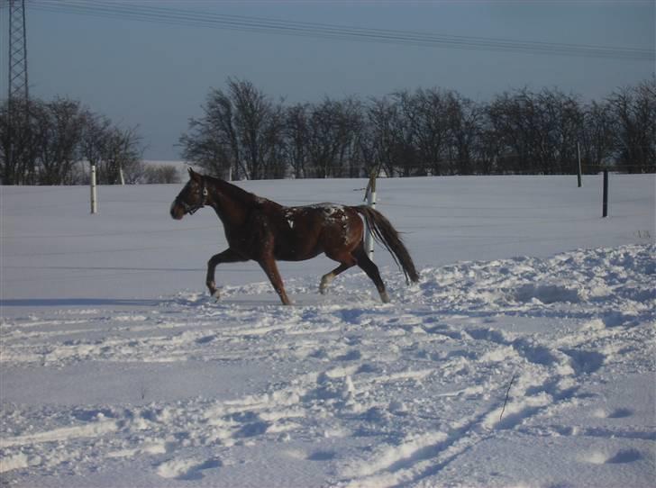 Dansk Varmblod Casandro billede 16