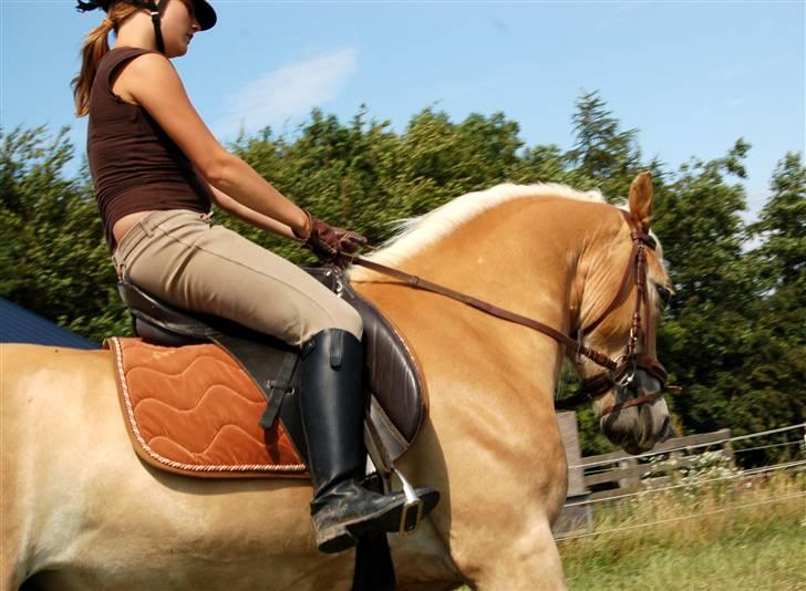 Haflinger Anton Wican billede 15