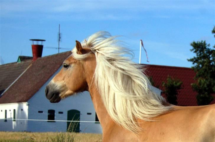 Haflinger Anton Wican billede 16