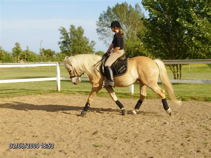 Haflinger Anton Wican billede 17