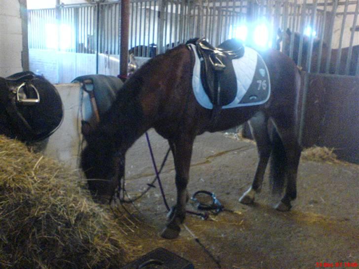 New Forest Tanholt Lukas *Halvpart* billede 3