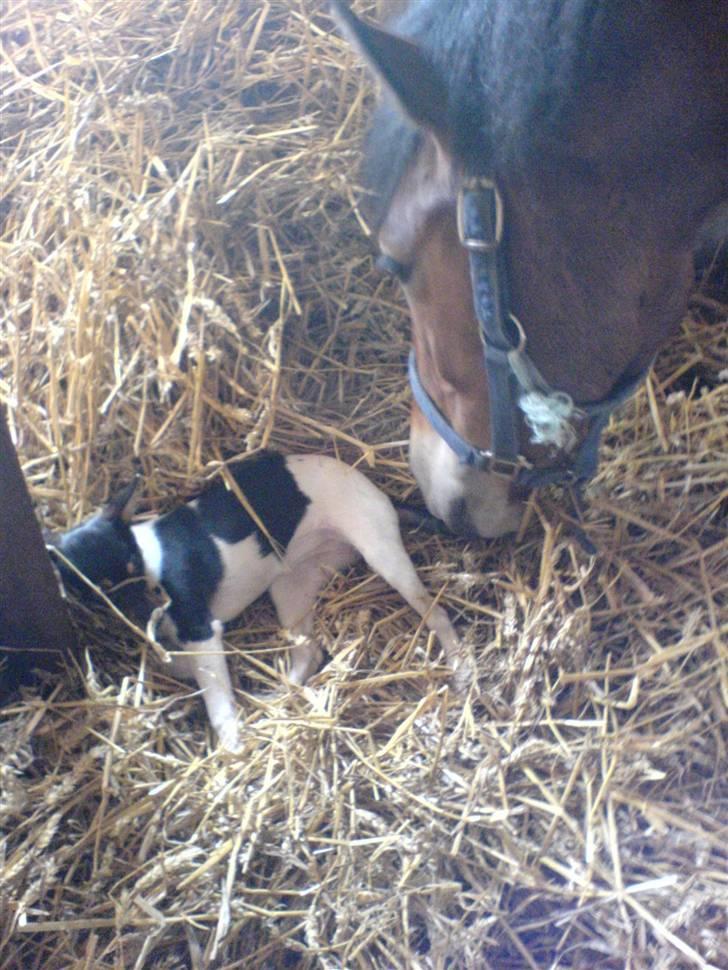 New Forest Tanholt Lukas *Halvpart* billede 4