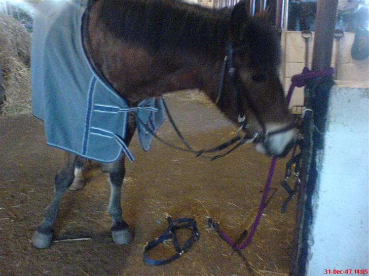 New Forest Tanholt Lukas *Halvpart* billede 5