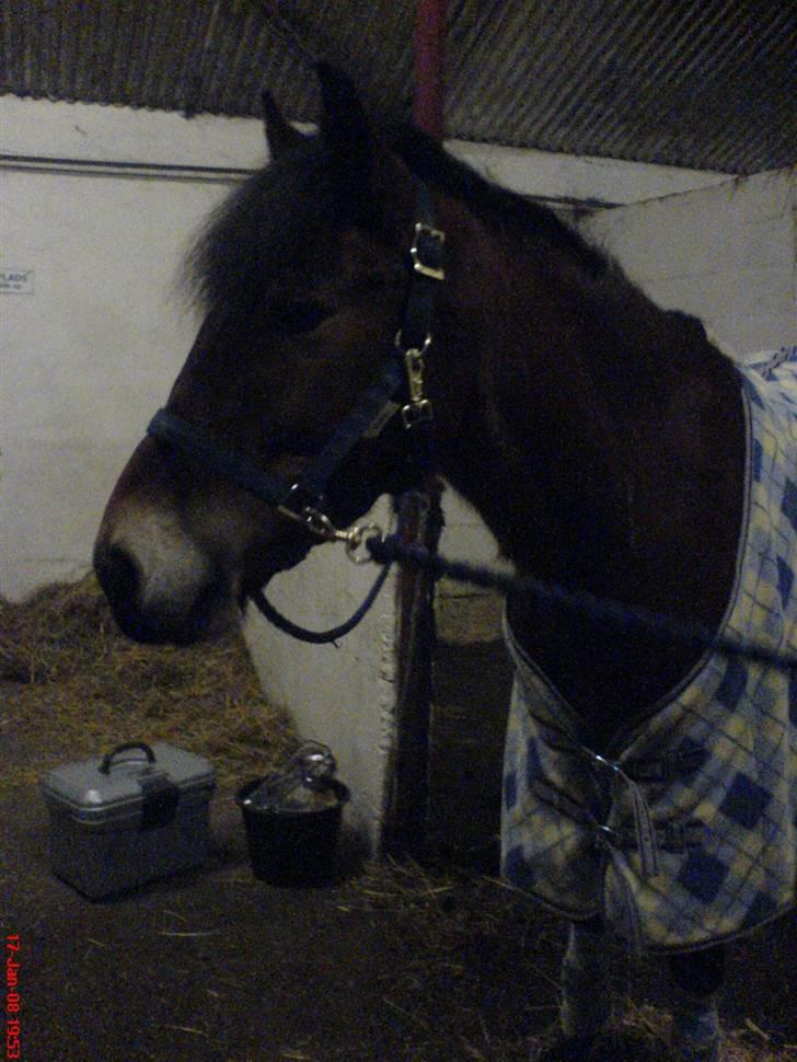 New Forest Tanholt Lukas *Halvpart* billede 6