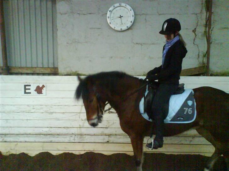 New Forest Tanholt Lukas *Halvpart* billede 7