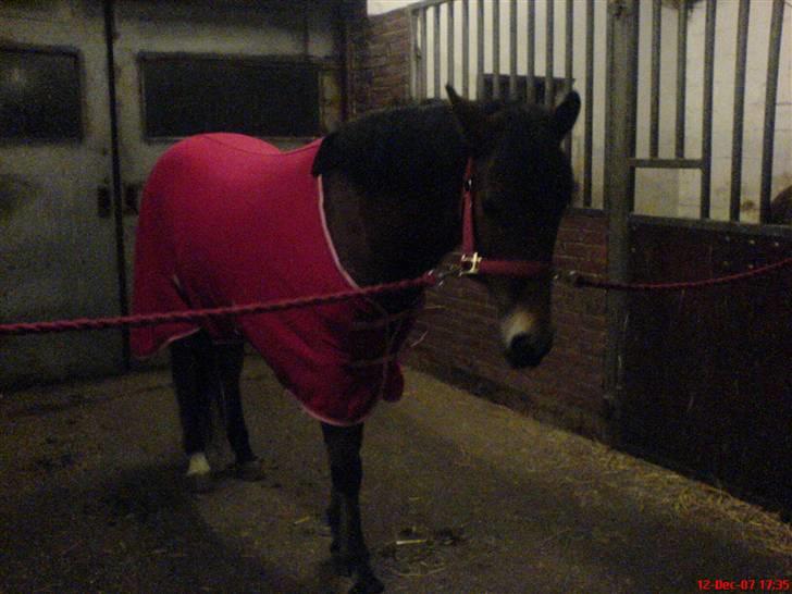 New Forest Tanholt Lukas *Halvpart* billede 8