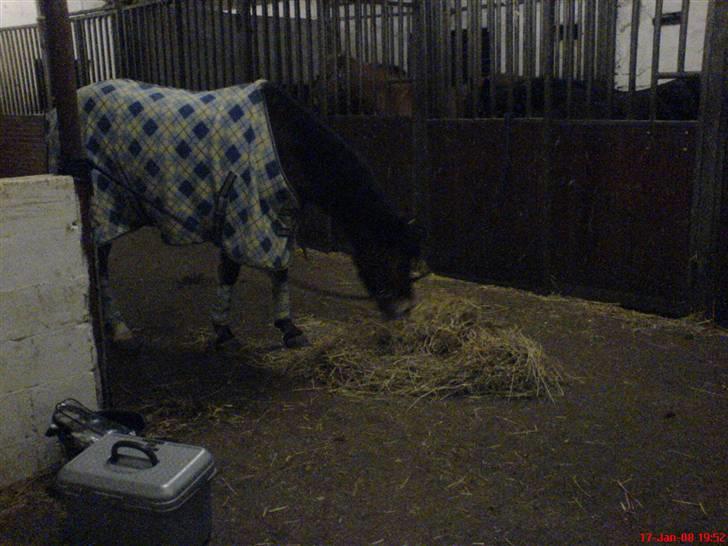 New Forest Tanholt Lukas *Halvpart* billede 9