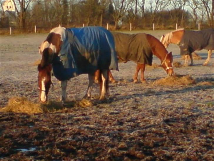 Pinto Horsebjerg Fleur billede 11