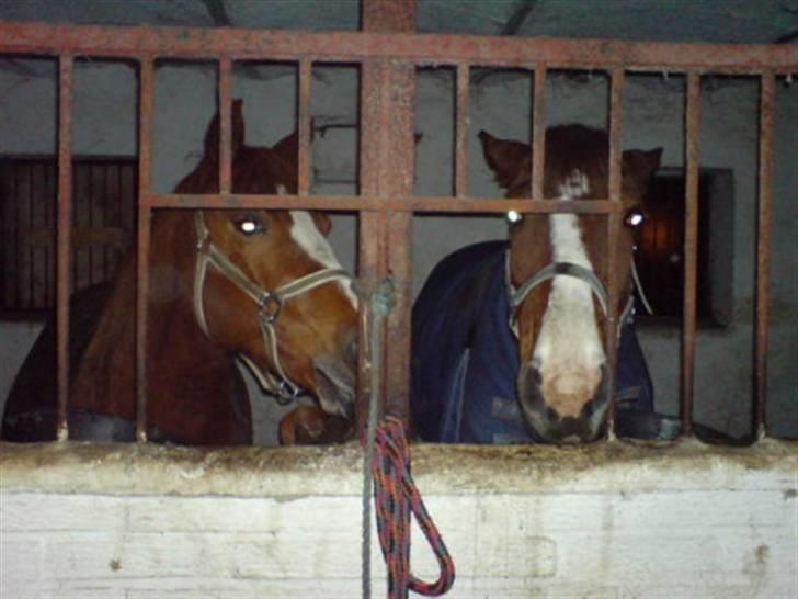 Pinto Horsebjerg Fleur billede 12