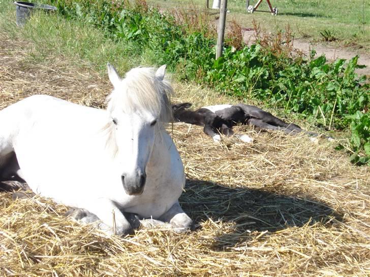 Islænder embla f. Lundegaard - ligger lige og nyder solskinsvejret de to der :D billede 16