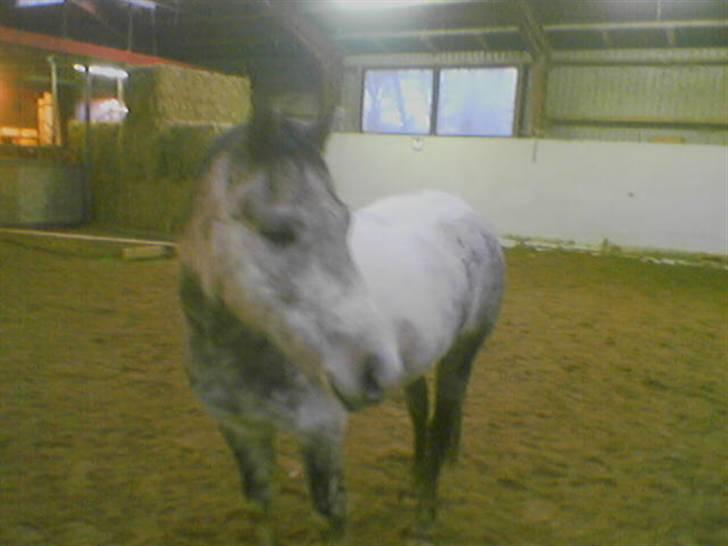 Anden særlig race Topper(Gammel pasning) billede 14