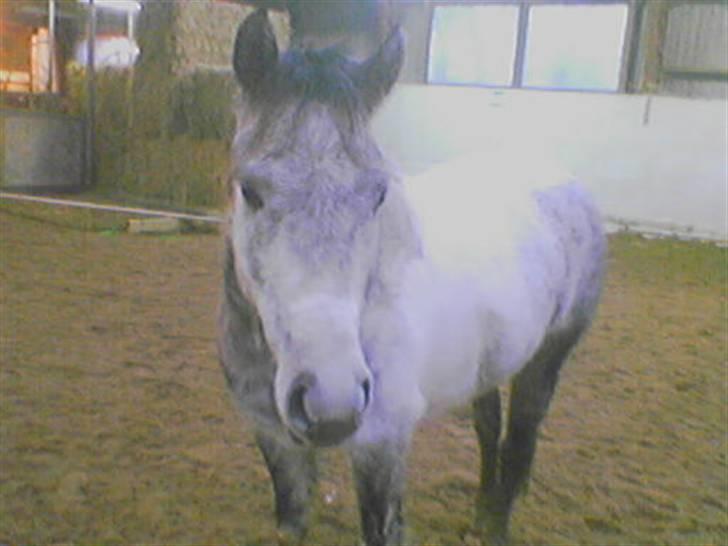 Anden særlig race Topper(Gammel pasning) billede 15