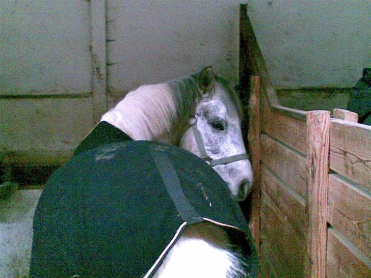 Anden særlig race Topper(Gammel pasning) - D. 01-03-08 -- Vi er næsten lig kommet til VBR <3 billede 16