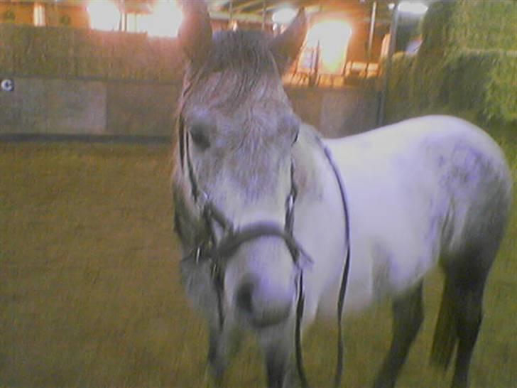 Anden særlig race Topper(Gammel pasning) billede 17