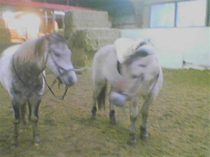 Anden særlig race Topper(Gammel pasning) - Nurh hvor er de søde :i billede 18