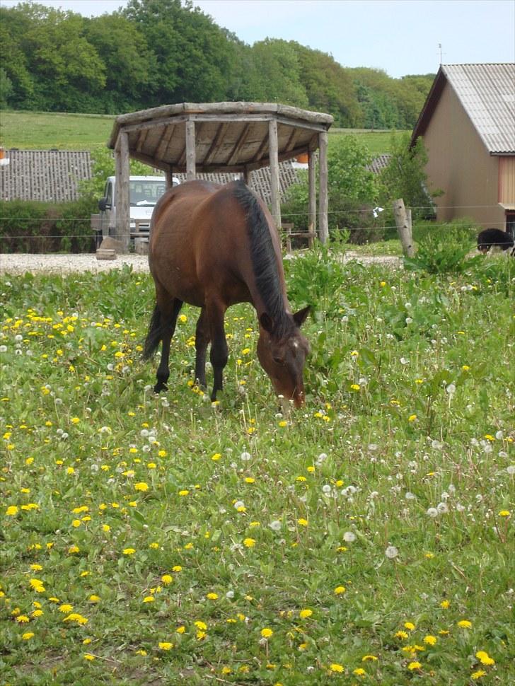 Anden særlig race Bertha <3 R.I.P :'z - "I keep dreaming about you".. - Dagen før hun blev aflivet :z <3 billede 2