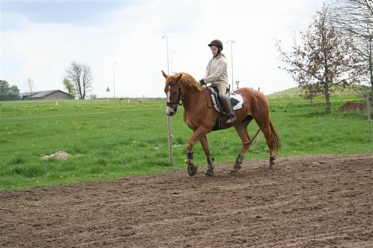 Frederiksborg Fraxinus - Ridning d 1 maj dagen inden han blev hentet:) Dressur:) billede 3