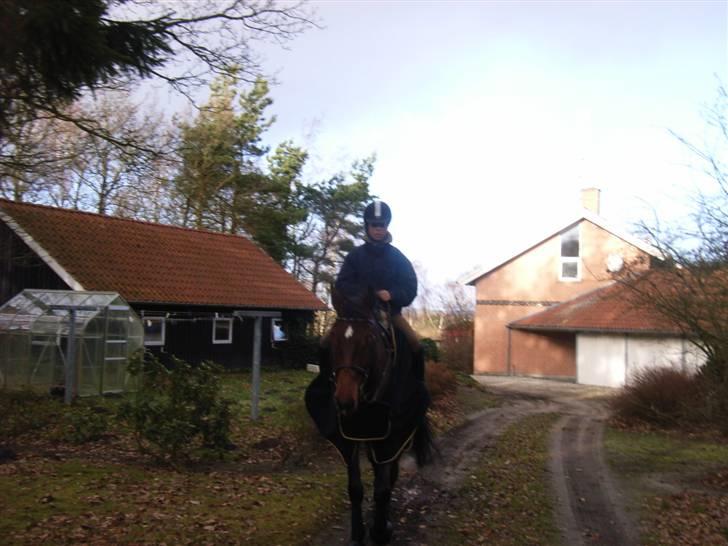 Dansk Varmblod Lucky N  - på vej om til banen (: billede 10