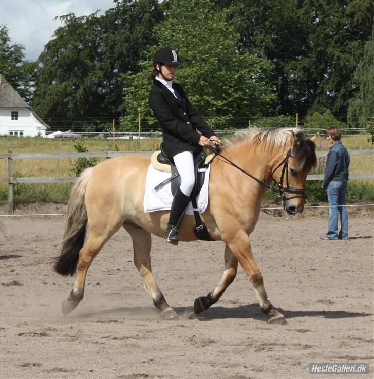 Anden særlig race Tommerups Buller SOLGT - lc1 til 64,14 % billede 3