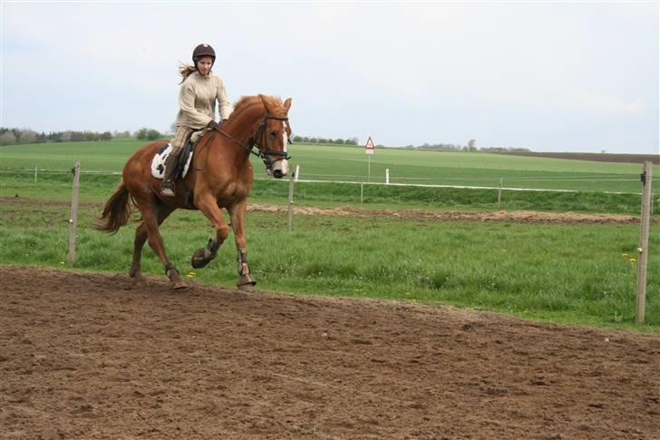 Frederiksborg Fraxinus - Ridning d 1 maj dagen inden han blev hentet:) Dressur:) billede 4