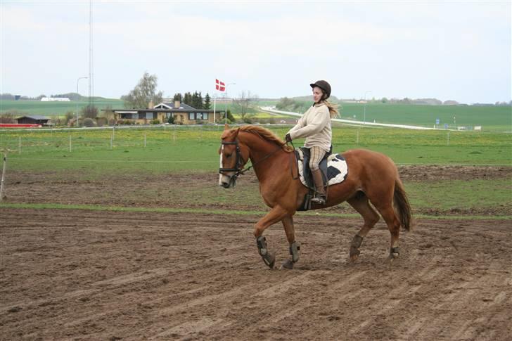 Frederiksborg Fraxinus - Ridning d 1 maj dagen inden han blev hentet:) Dressur:) billede 5