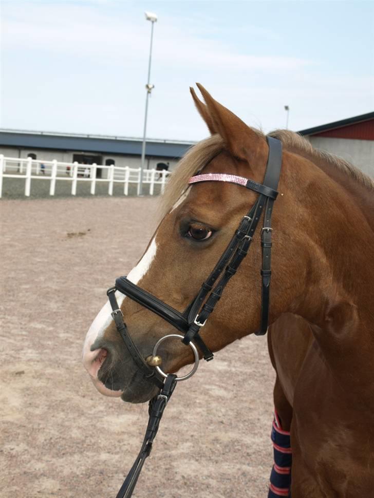 Hollandsk Sportspony Mady B-pony solgt - 18. <3 billede 18