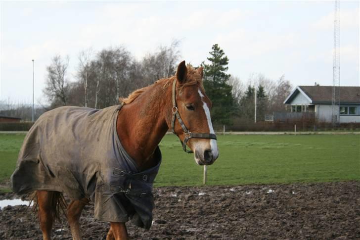 Frederiksborg Fraxinus - NYT Fra idag d 10 Marts 08! billede 14