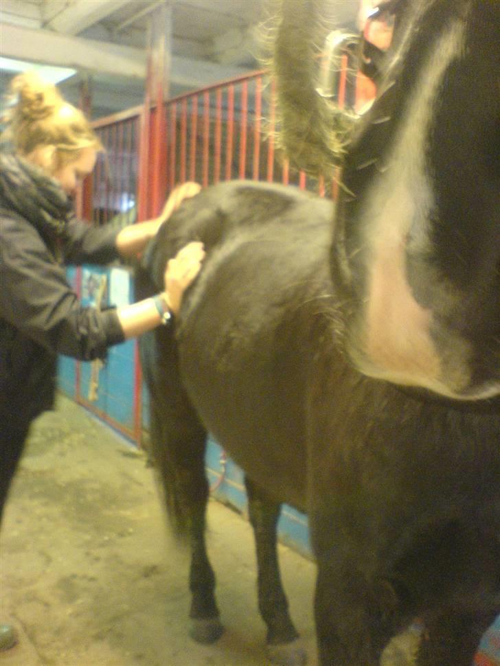 Anden særlig race Snip "Stoffer" Solgt - Stoffer nyder det så meget så Andrea må holde ved ham så han ikke vælter. billede 8