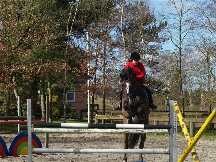 Dansk Varmblod Beyond Complication solgt - spring <3 billede 1