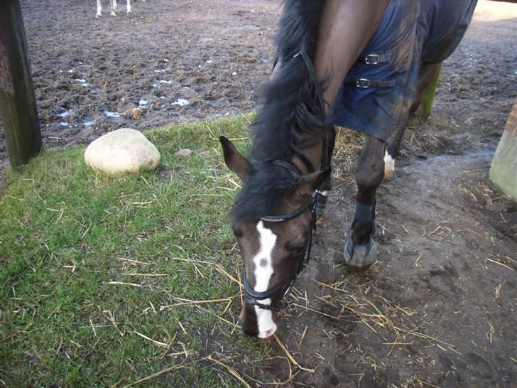 Dansk Varmblod Beyond Complication solgt - flæske´læske :b<3 billede 3