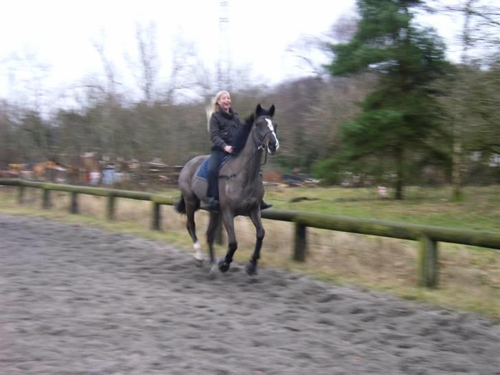 Dansk Varmblod Beyond Complication solgt - haha det billede er alt for godt, Johanne skulle lige prøve han´s galop uden sadel :b billede 5