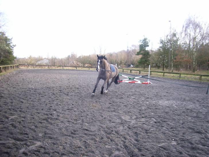 Dansk Varmblod Beyond Complication solgt - longe igen, flere billeder kommer (: billede 6