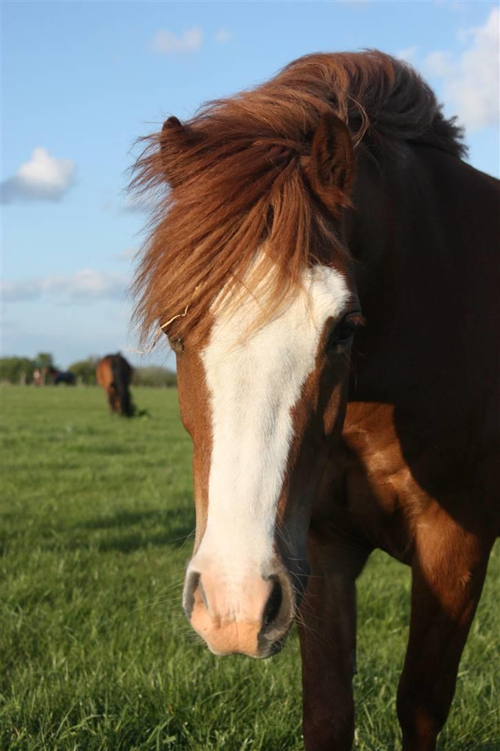 Welsh Pony (sec B) O'malley - Gamle hest - velkommen til bamsens profil :-D billede 1