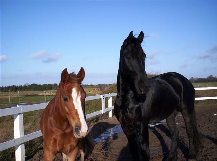 Frieser Sulveren - SOLGT - Sulveren og Schubert - begge 4 år _ store drenge :) billede 15
