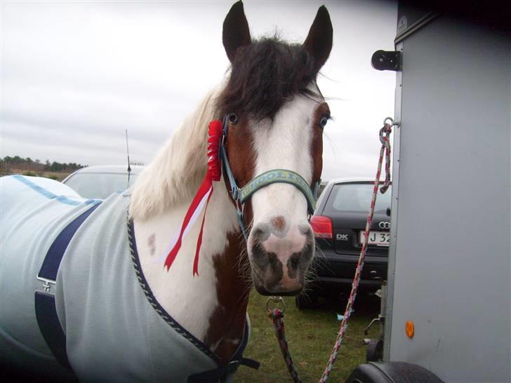 Anden særlig race MR. Blue SOLGT - blue vandt en LA til klub nu er vi lidt stoltte billede 12