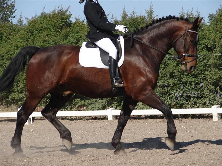 Oldenborg Passat - Cecilie & Passat billede 17