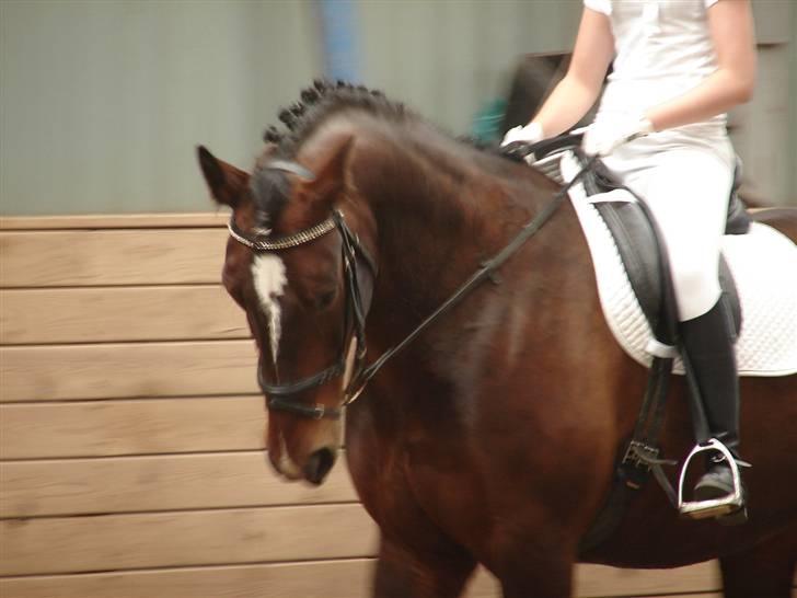 Oldenborg Passat - Passat<3 billede 18