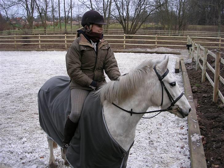 New Forest Amber - solgt :( - elsker dig overalt på jorden, min dejlige amber skat (:  billede 11