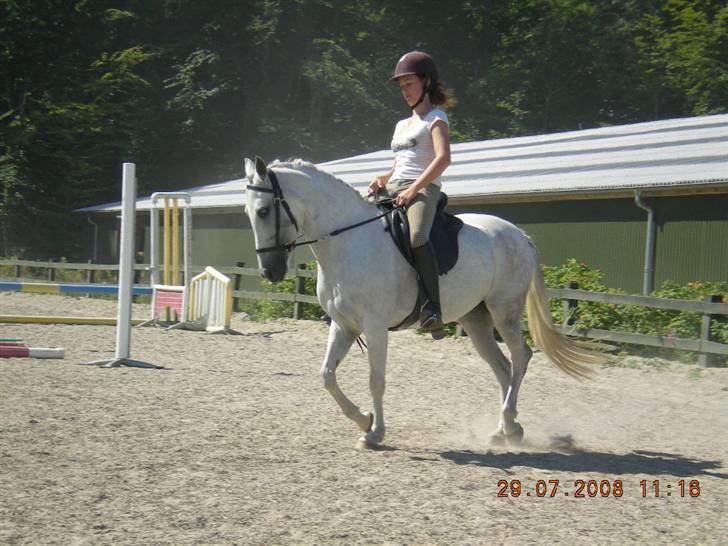 New Forest Amber - solgt :( - se mig, se mig ! jeg kan faktisk godt gå i holdning uden bid ;i <3 billede 12