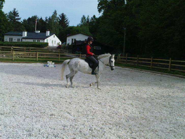 New Forest Amber - solgt :( - min amber mus, hun var så sød den dag <3 ej, hun er altid sød :b billede 13