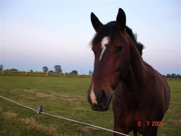 Oldenborg Passat - Passat<3 billede 19