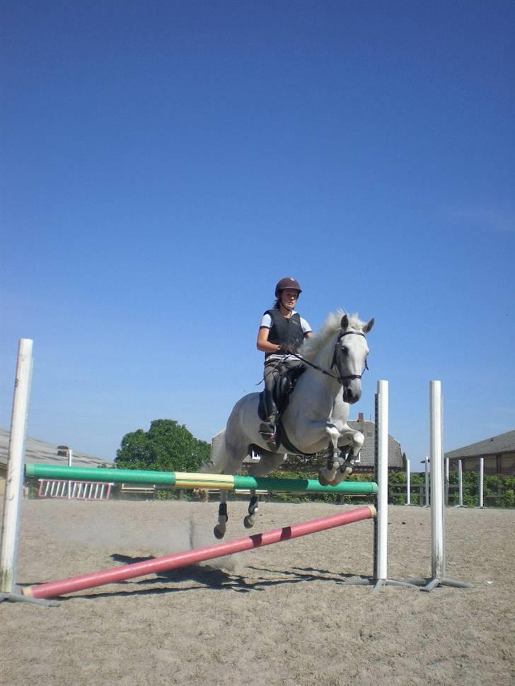 New Forest Amber - solgt :( - 90 cm på jonstrupgaard <3 billede 14