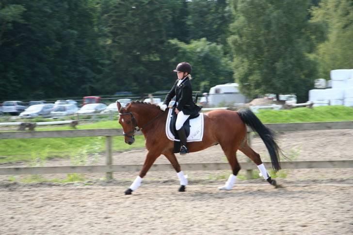 Anden særlig race Lucas ( aflivet) - Lucas til stævne. (1. plads)  billede 2