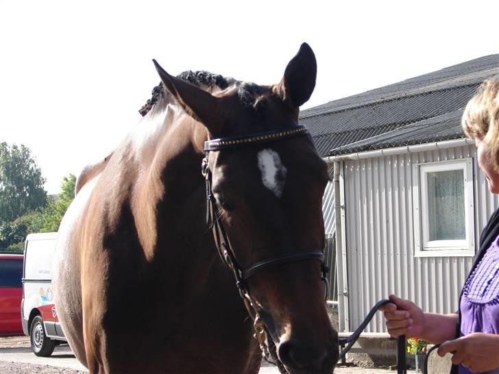 Trakehner  Viva - Baby Viva :I billede 16