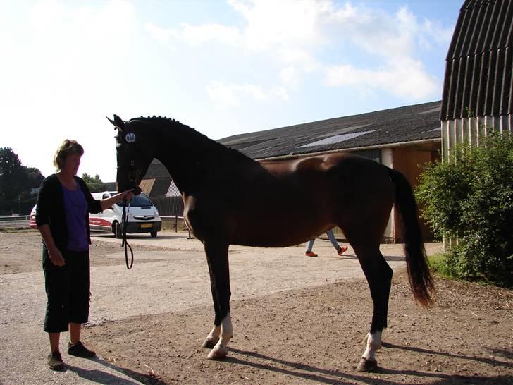 Trakehner  Viva - Sommer Viva ;P billede 17