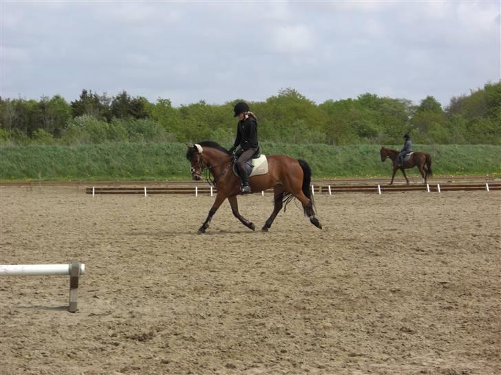 Anden særlig race Miss Flying Daisy - opvarmning før spring (: billede 4