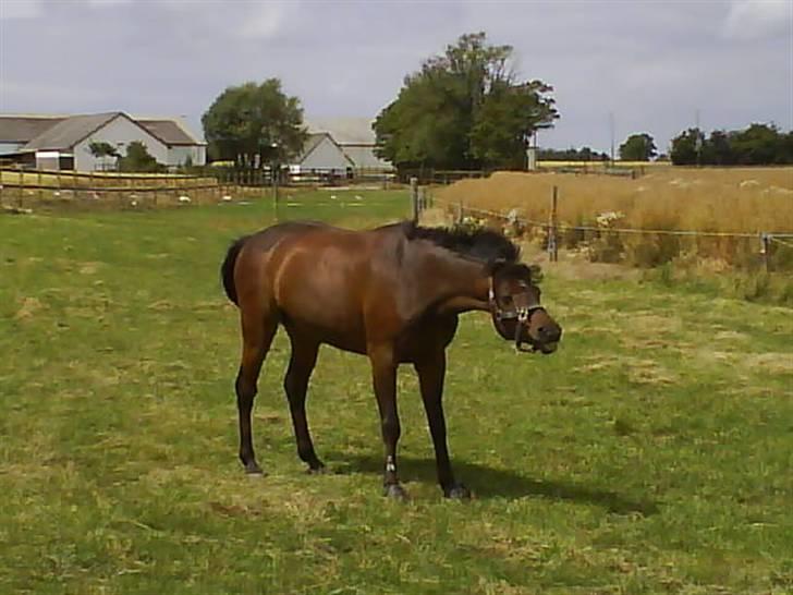 DSP Krogårdens Hunter billede 4